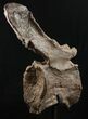Tall Diplodocus Caudal Vertebra - Dana Quarry #10147-5